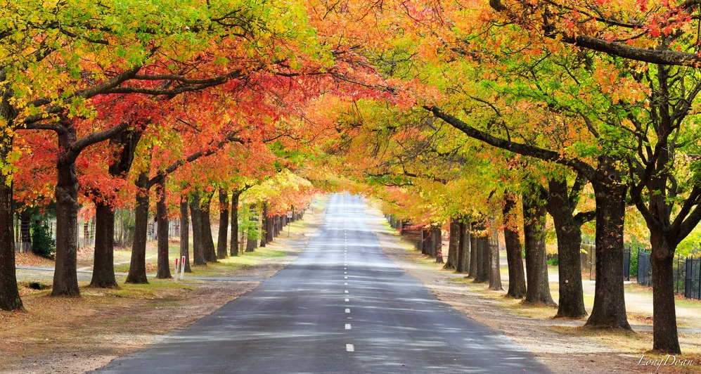 Honour Avenue, with its 154 Pin Oaks that line the road in Autumn hues.