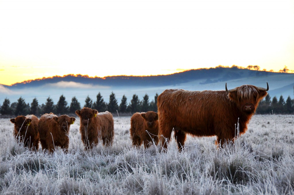 Cattle - Macedon Ranges