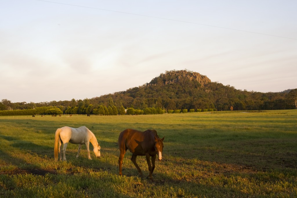 Horse Riding Macedon Ranges Horse Trail Riding Guide