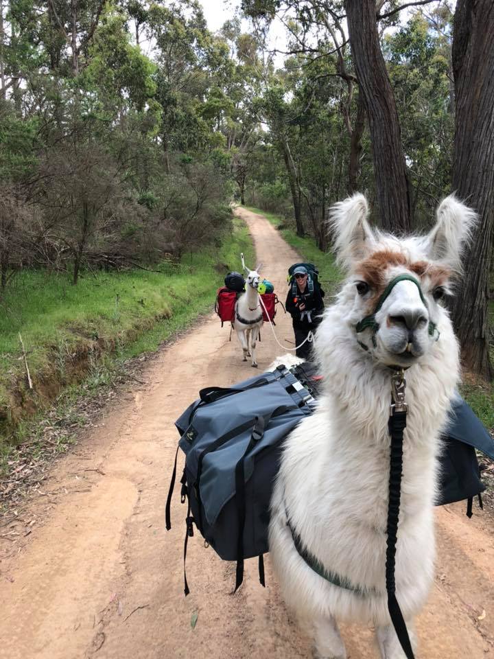 Hanging Rock Llama Treks Visit Macedon Ranges Hanging Rock Llama Treks Visit Macedon Ranges