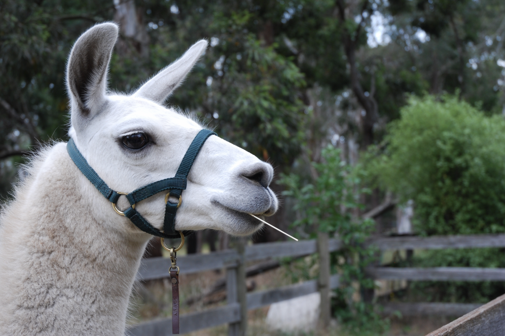 Experience Hanging Rock with a Llama