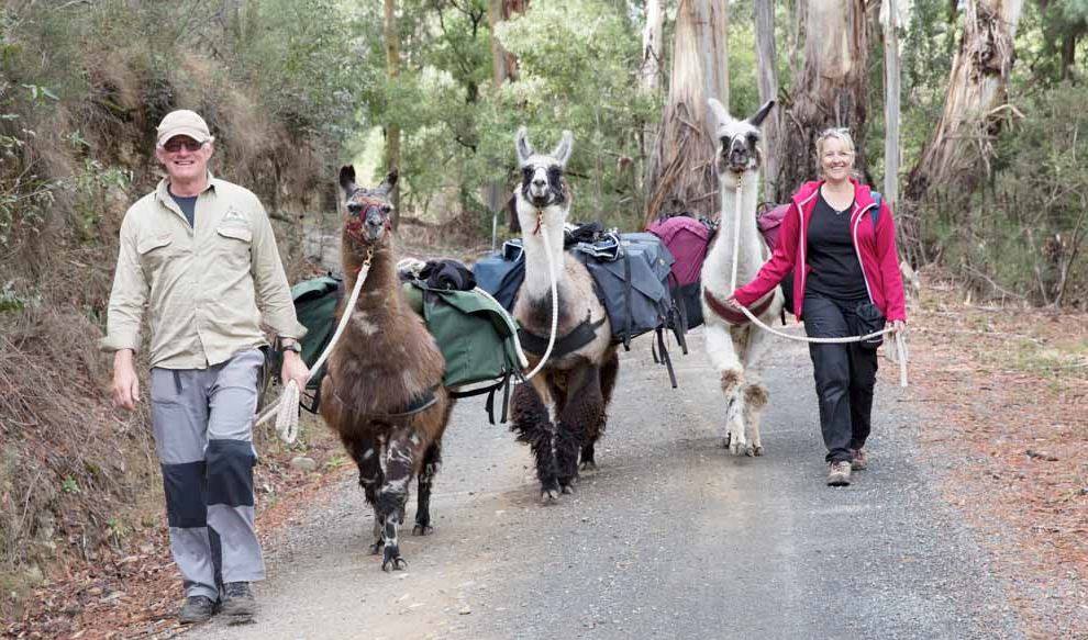 Experience Hanging Rock in Victoria on a llama guided hike.
