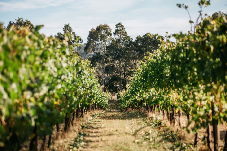 Midhill Vineyard Macedon Ranges
