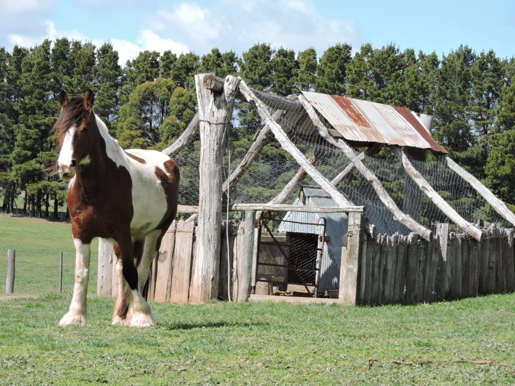 Silver Brumby Horse Trails