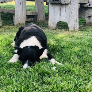 Hanging Rock Winery resident dog