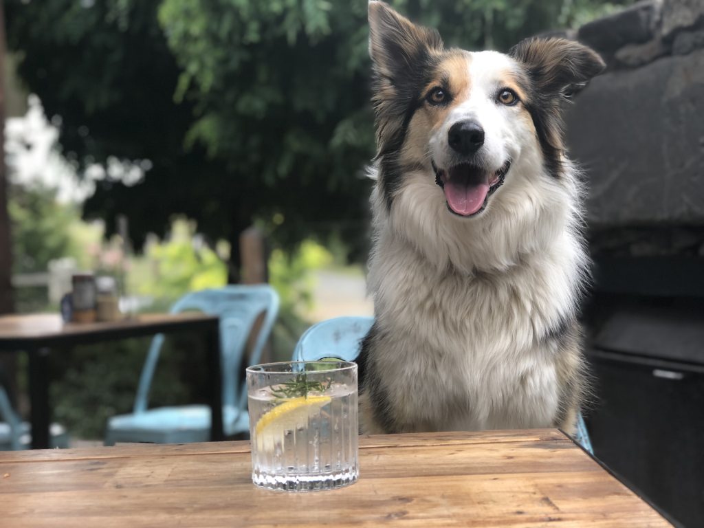 Hair of the Dog