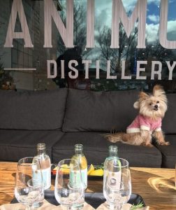 animus dog friendly