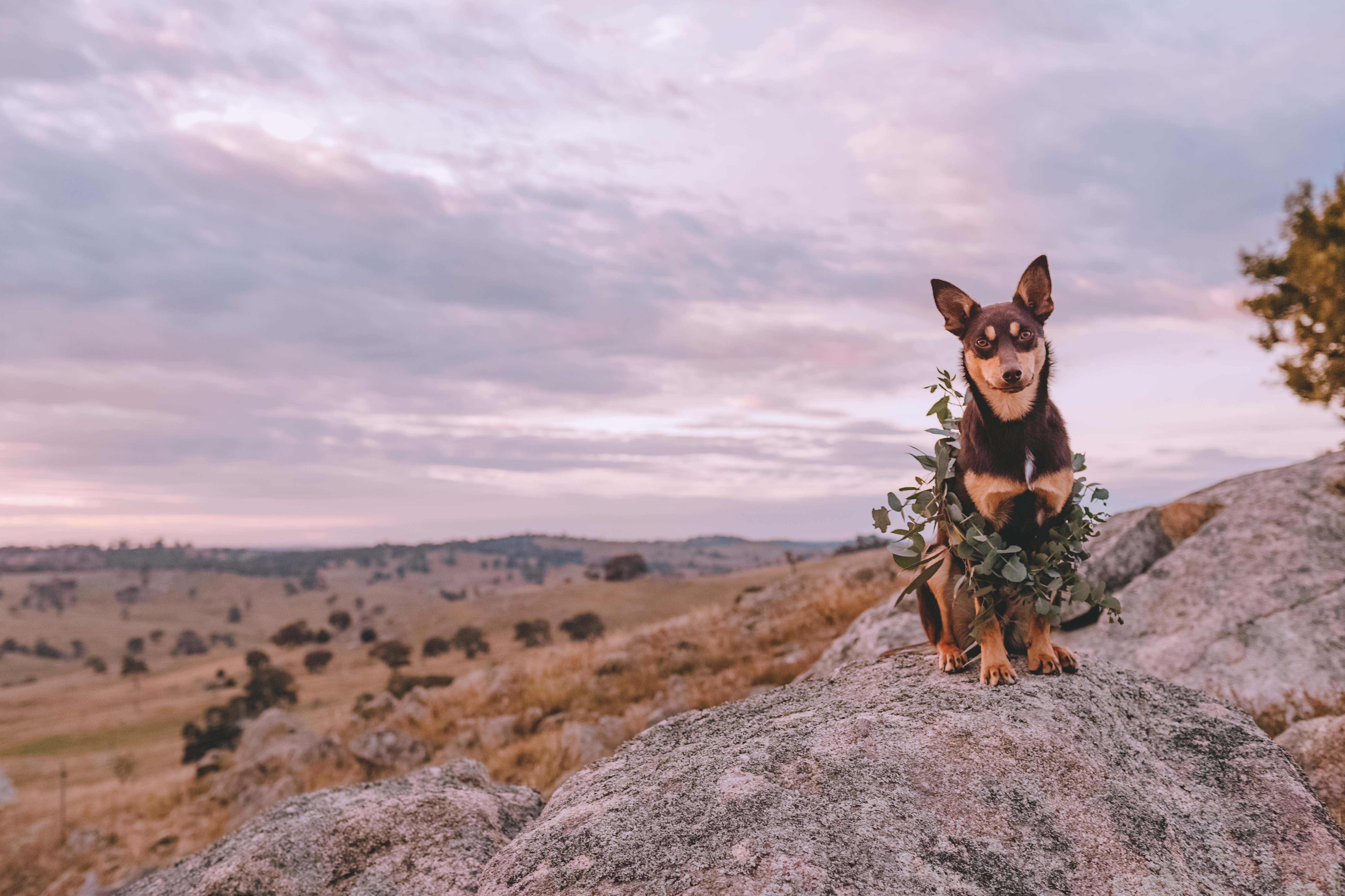 dog friendly stores 2018