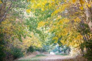 Quiet walking trails in Woodend