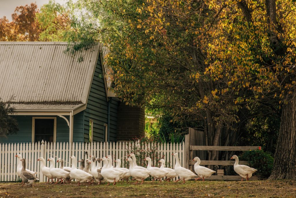 Macedon Ranges autumn in Riddells Creek