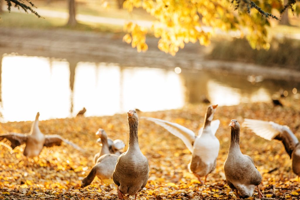 Ducks at malmsbury park in autumn