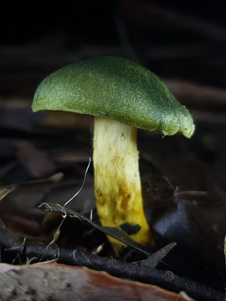 Cortinarius-austrovenetus-mushroom-mount-macedon