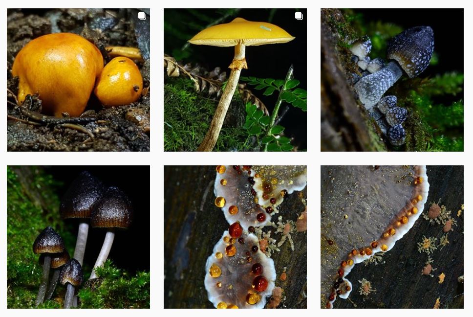 Mushroom photography Mount Macedon