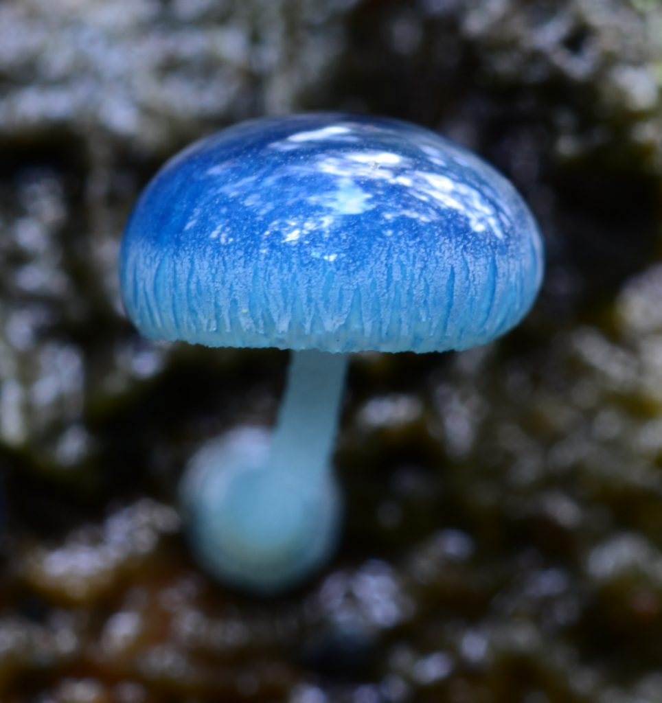 Mycena interrupta