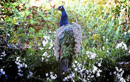 Bringalbit peacoks