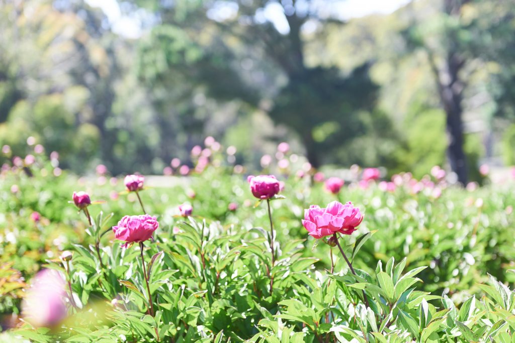 Romswood Peony Farm