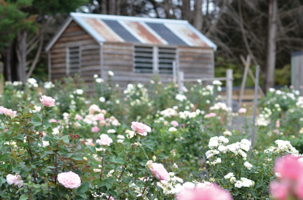 Working Rose Farm