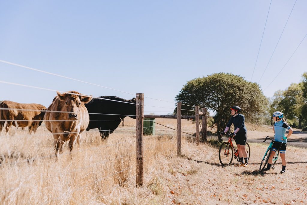 Cyclists looking at cows over fence on bike ride from Lancefield to Romsey