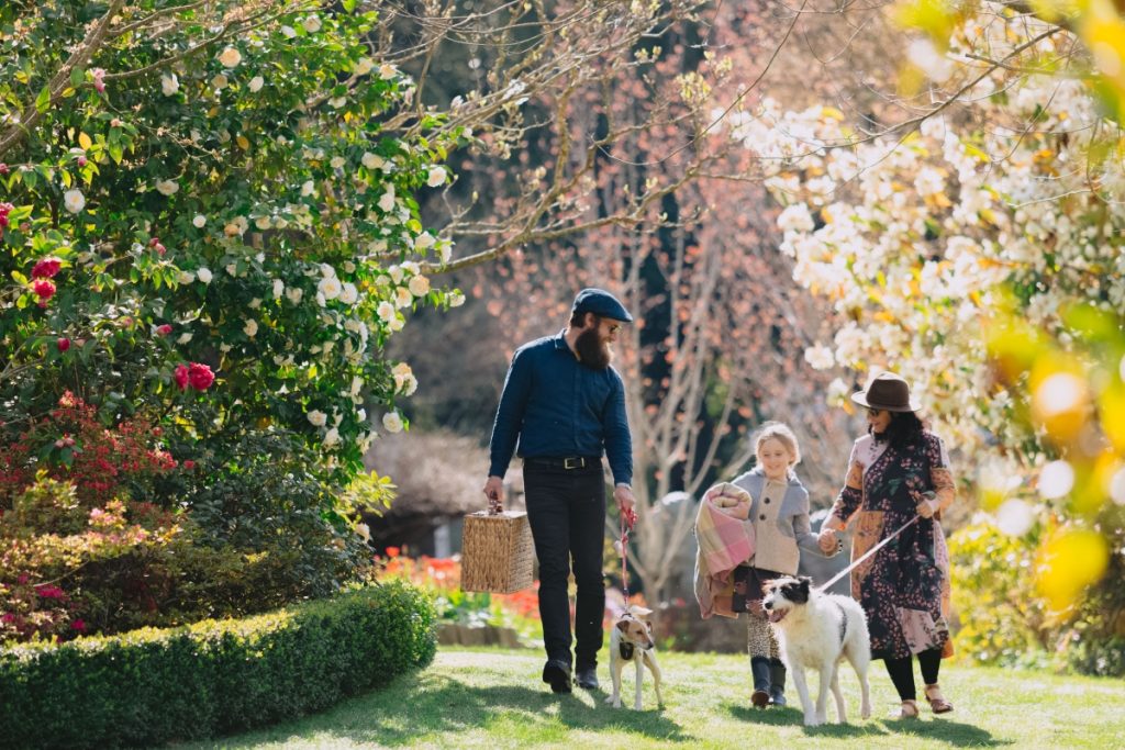 Family picnic at an open garden on Mount Macedon. Spring flowers, blossom and camellias surround mum, dad, young daughter and their two dogs on a lead. Girl is holding a picnic blanket under one arm and her mum's hand. Dad is carrying a wicker picnic basket.