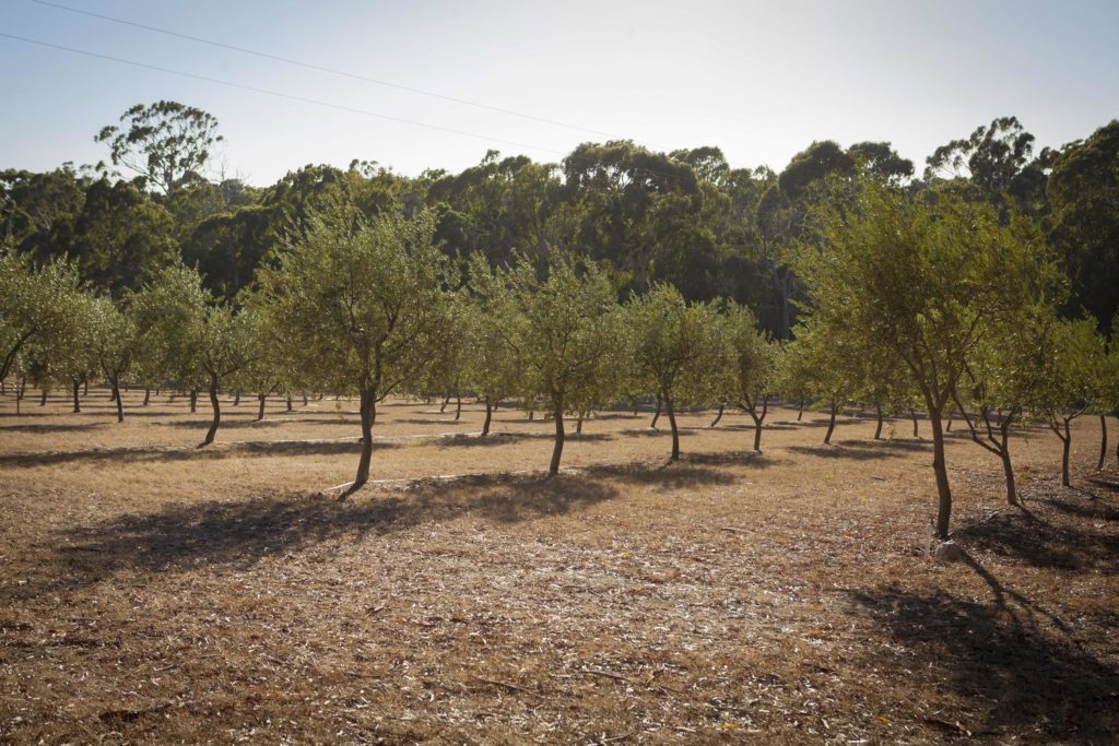 east wing olive grove