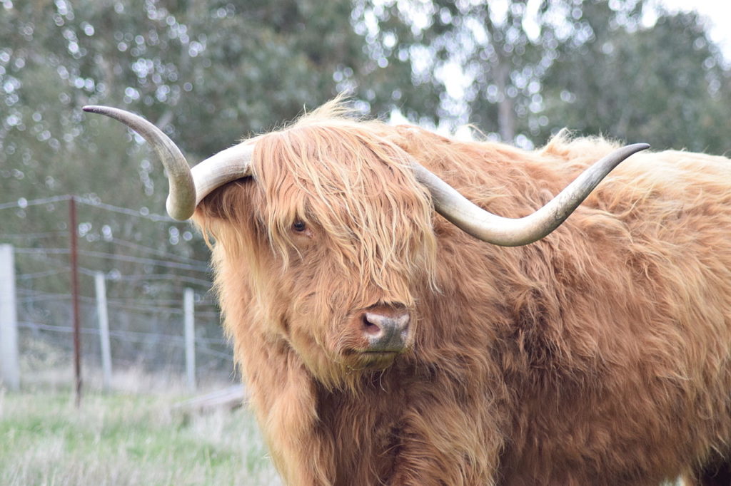 highland cow bringalbit