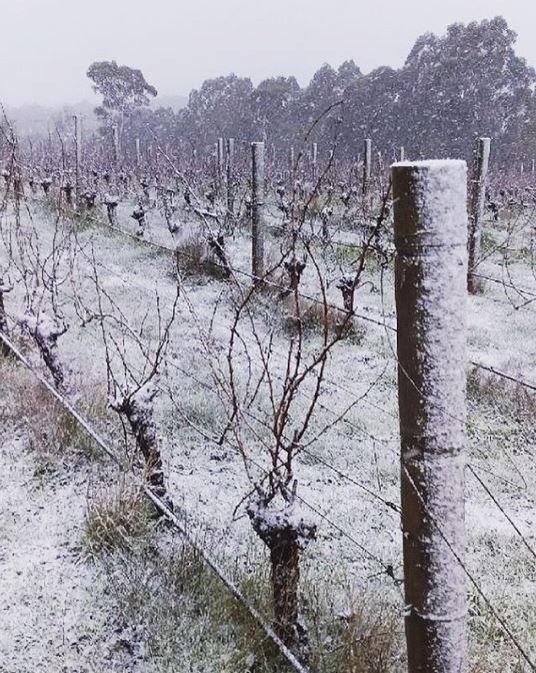 Wilimee Wine Snow
