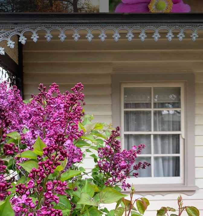 cowen house lilac