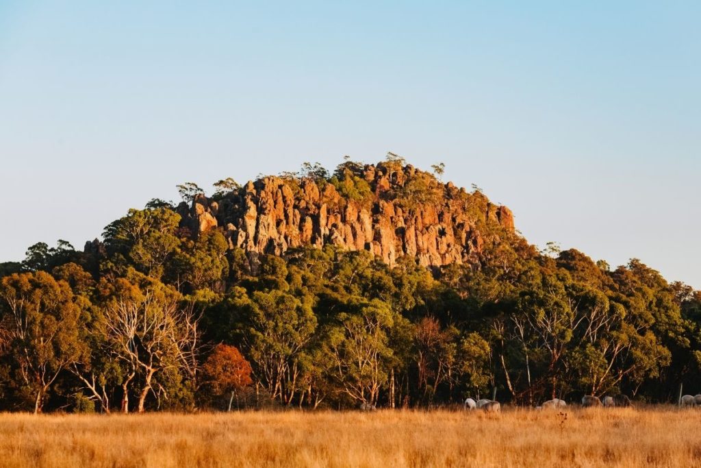 Hanging Rock taken just before sunset. The sky is a light blue and the sun is turning the rock and paddock in the foreground a shade of gold. All around the base of the rock is bushland.