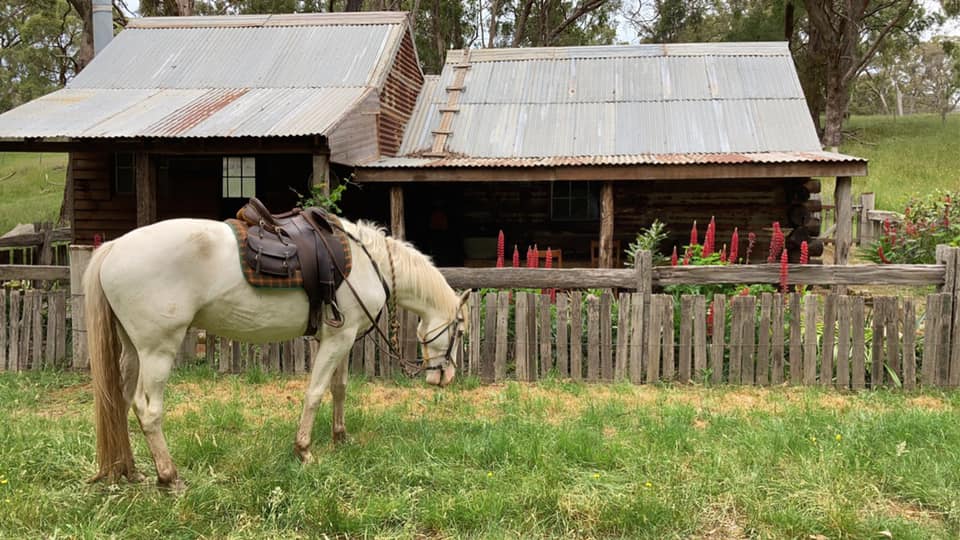 silver brumby trail riding