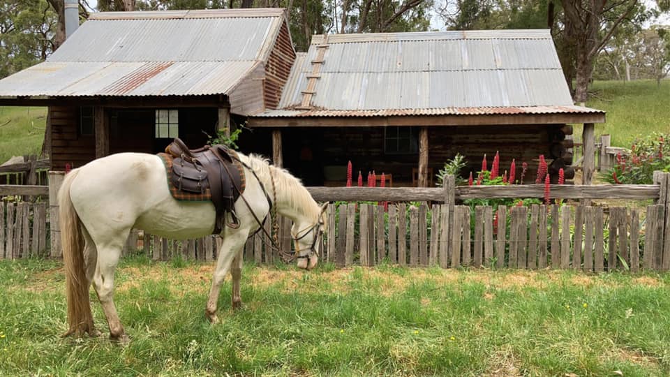 silver brumby trail riding