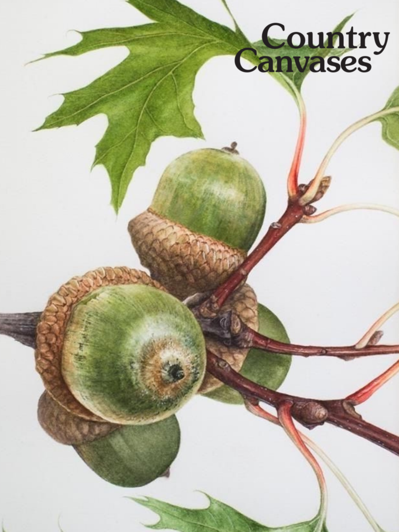 Autumn Acrylic Painting Class Acorn Visit Macedon Ranges
