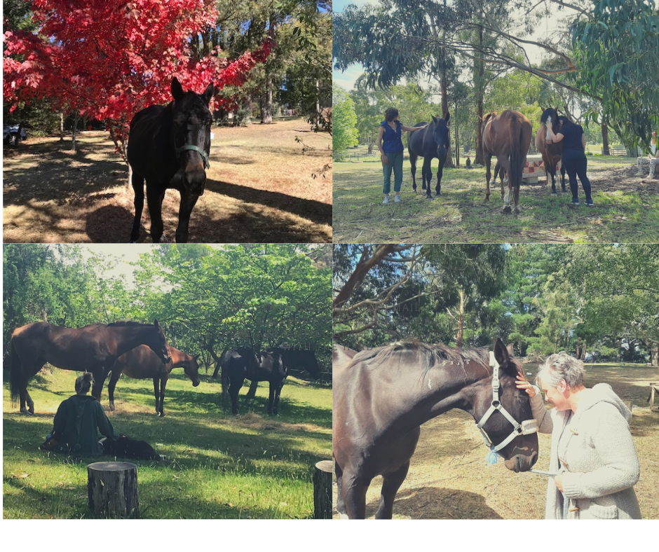 Meditation, Mindfulness and Chai with Heart of the Horse Experience